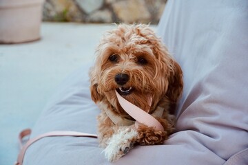 Adorable Puppy Playing and Biting Leash While Resting on Cushion Outdoors