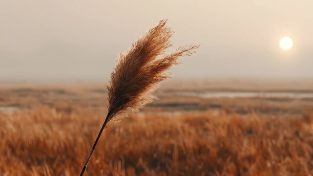 A detailed image of a feathery plant with a brown stem set in a hazy field, sun setting