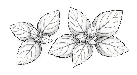 Stylized illustration featuring two clusters of basil leaves on white surface