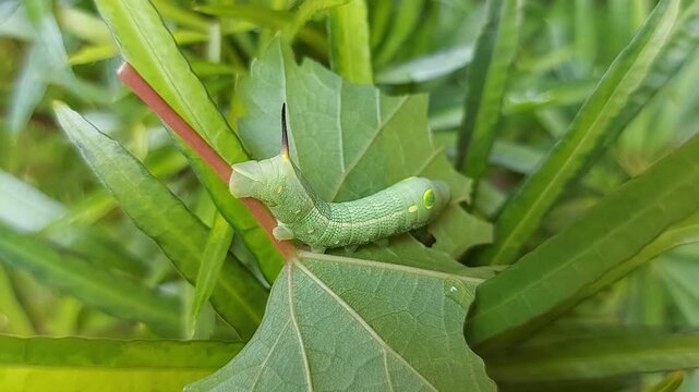 Caterpillar body creeping on green plants in the garden
