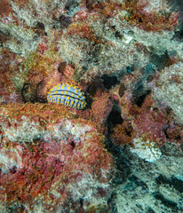 Phyllidia varicosa sea slug on Ningaloo Reef, Western Australia, Australia