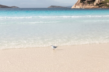Gull in the surf on the beach in Lucky Bay, Western Australia. Australia