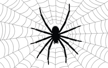 Fototapeta premium Spider silhouette on intricate web, realistic vector illustration, black spider with eight legs, symmetrical design, nature wildlife concept, isolated on white background