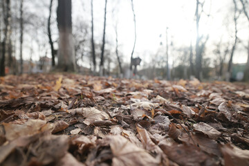 background is fallen autumn leaves, the seasonal backdrop of October fall