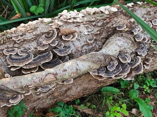 Turkey tail mushrooms growing on the tree in the forest . High quality photo