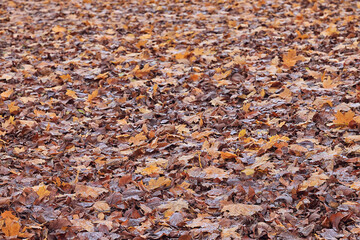 background is fallen autumn leaves, the seasonal backdrop of October fall