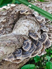 Turkey tail mushrooms growing on the tree in the forest . High quality photo