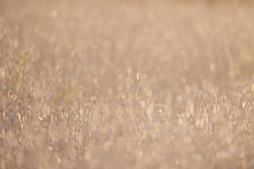 Naklejka premium golden agricultural field of ripe grain, background texture of ears in the sun