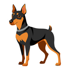 Miniature Pinscher Dog vector illustration in flat style. Small pinscher dog. Manchester terrier. Isolated on white background.