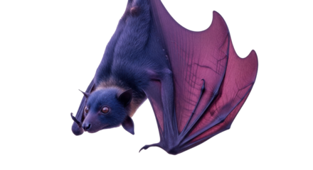 Isolated Purple Flying Fox close up, a species of megabat; a large fruit bat with wings out