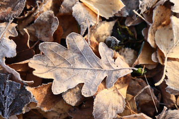 texture of an autumn leaf close-up, contrast photo