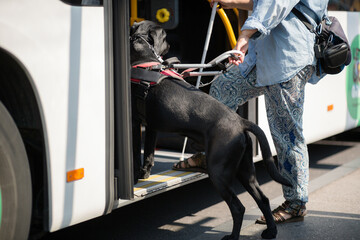 a black labrador retriever blind guide assistance dog walking with a woman holding a white cane in a city getting on a bus © Oszkár Dániel Gáti