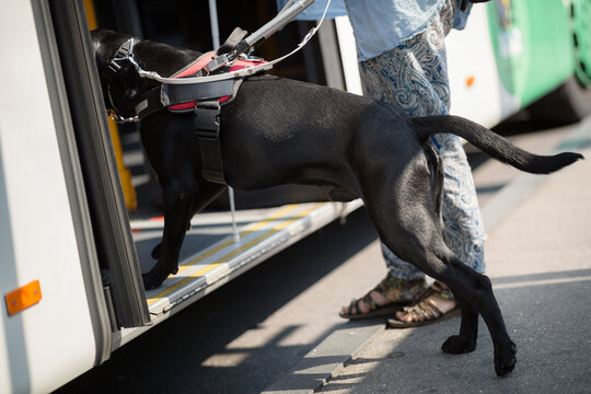 a black labrador retriever blind guide assistance dog walking with a woman holding a white cane in a city getting on a bus