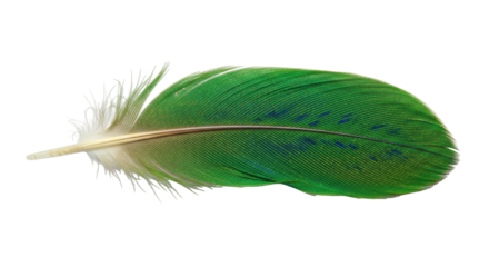 Isolated vivid green feather with blue spots against a bright backdrop, delicate avian plumage
