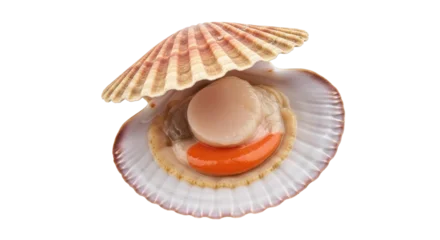 Rolgordijnen Ree Isolated Open raw scallop with roe in the shell ready to be cooked or eaten fresh, seafood  © Emil
