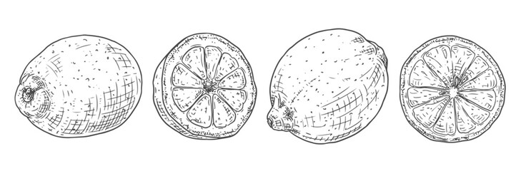 Hand drawn fresh lemon. Vector illustration isolated on white background.