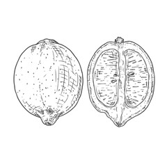 Hand drawn fresh lemon whole and cut in half. Vector illustration isolated on white background.