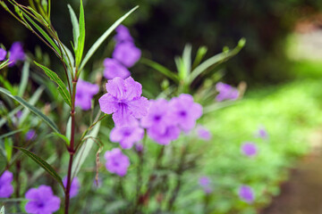 Fototapeta premium Ruellia tuberosa, also known as minnieroot, fever root, snapdragon root and sheep potato, is a species of flowering plant in the family Acanthaceae.