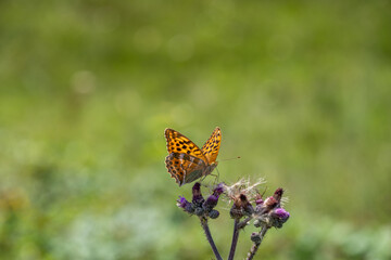 Beautiful butterfly on a wildflower
