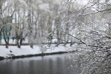 Snowfall in a winter park, landscape trees covered with snow, nature background, seasonal weather background