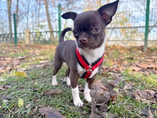 Brown Chihuahua puppy in red leash in the park
