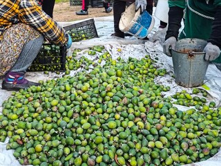 Feijoa plantation in Azerbaijan Lankaran