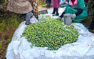 Feijoa plantation in Azerbaijan Lankaran