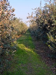 Feijoa plantation in Azerbaijan Lankaran