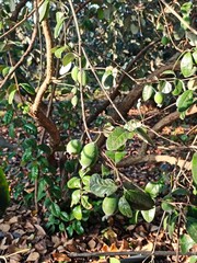 Feijoa plantation in Azerbaijan Lankaran