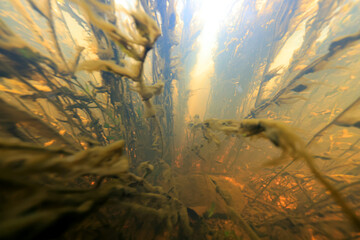 dirty muddy water underwater photo, yellow water, sunlight underwater, swamp or river golden hue