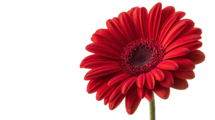 Red Gerbera Daisy Flower isolated on a transparent background
