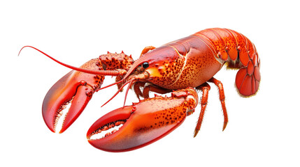 Red Lobster with Large Claws isolated on a transparent background