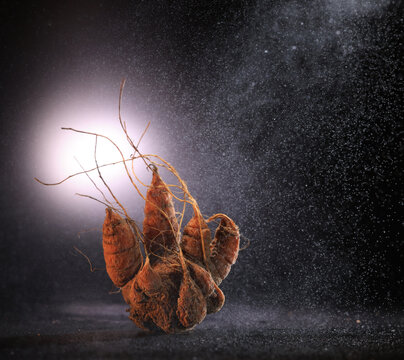 Carrot on a black background, art photo, scary Halloween card