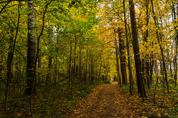 Obraz premium Forest path in autumn park covered with falling leaves. Beautiful woodland landscape during fall season for nature background.