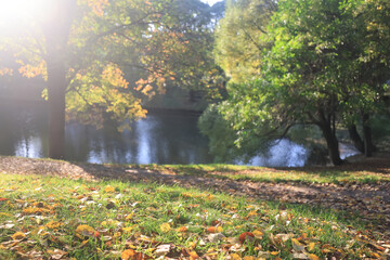 Obraz premium Seasonal photo, autumn view of nature in a city park, background