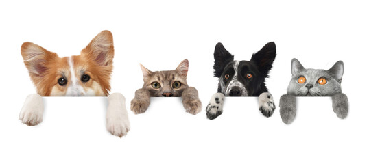 Cute cats and dogs peeking out of banner with paws on it. White background