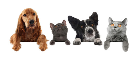 Cute cats and dogs peeking out of banner with paws on it. White background