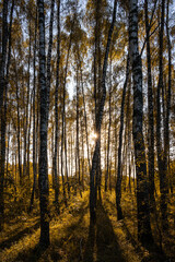 Sun setting through birch tree forest. Golden light illuminating autumn landscape in grove. Natural scenic view for wallpaper design.