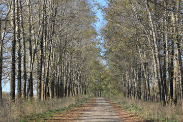 Autumn trees nature landscape, changing seasons photo