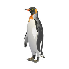 Obraz premium Isolated emperor penguin, a black and white polar bird, on a clean white background
