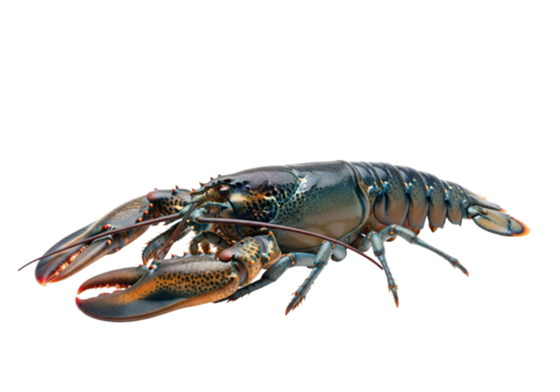 Colorful Lobster on White Background