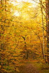 Picturesque autumn forest path with colorful foliage and falling leaves.
