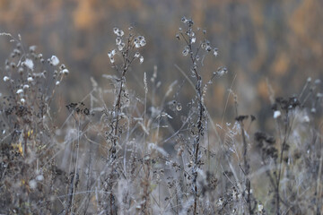 Dry autumn grass in the field, autumn view background, nature