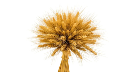 Isolated bundle of golden wheat stalks, sheaves for decoration, dry field harvest, grain crop