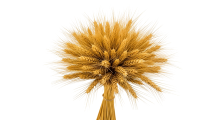 Isolated bundle of golden wheat stalks, sheaves for decoration, dry field harvest, grain crop