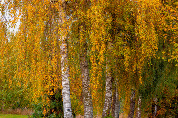 Fototapeta premium Selective focus tree trunk of white bark in Autumn with golden yellow leaves, Birch is a thin leaved deciduous hardwood tree of the genus Betula in the family Betulaceae, Natural pattern background.
