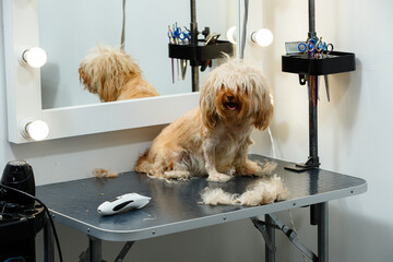A small dog with long, messy hair on its face sits on a grooming table next to cut fur and an electric clipper, illustrating the mid-process stage of a professional haircut.