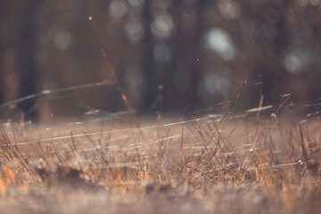 Autumn spider web flies in the field, abstract background, straw, old grass, nature