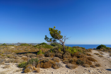 tree on the beach