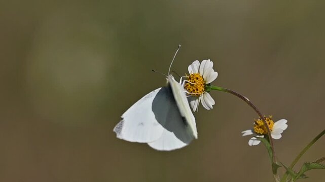 紋白蝶」の写真素材 | 201,131件の無料イラスト画像 | Adobe Stock
